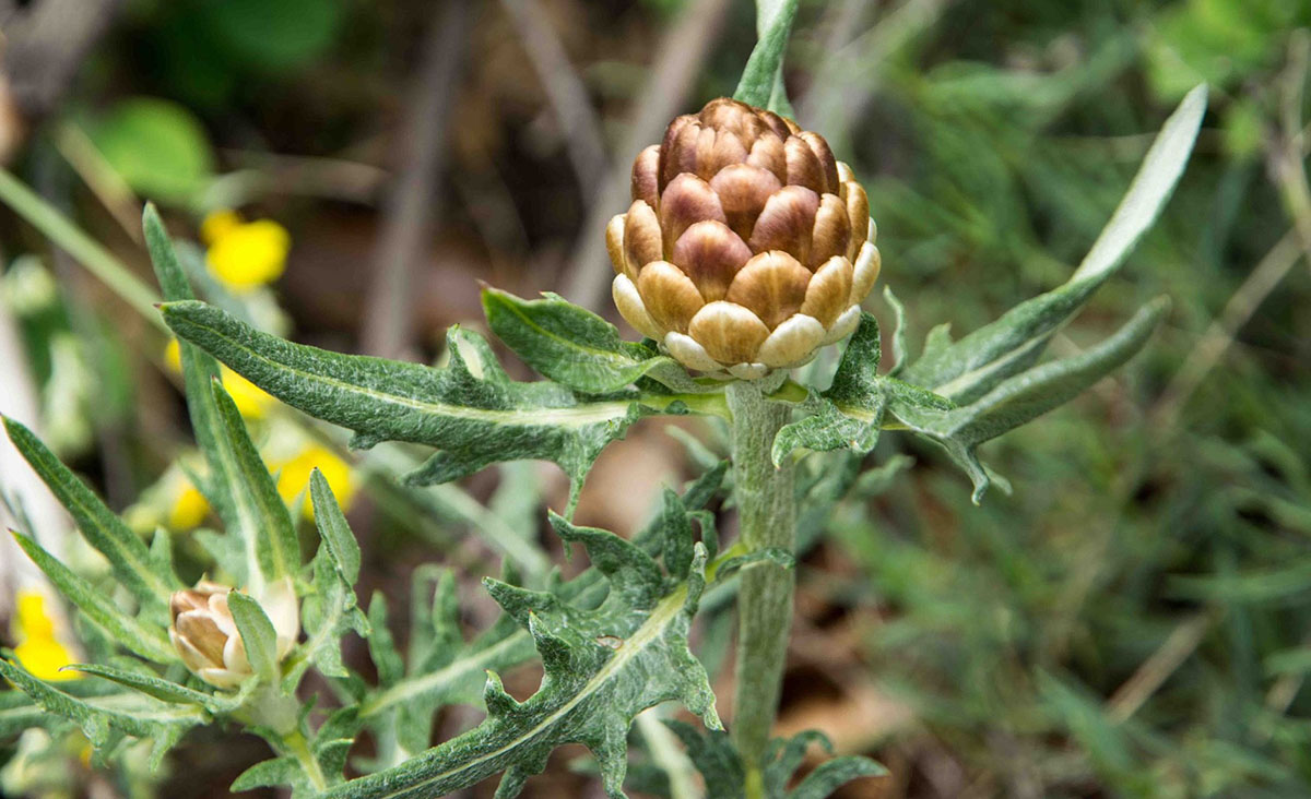 Fiordaliso ovoide